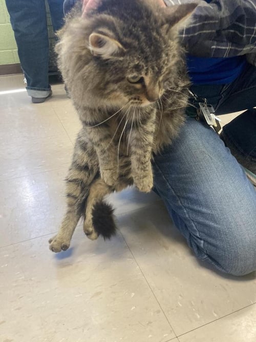 BUTTERCUPS - Domestic Long Hair available for adoption