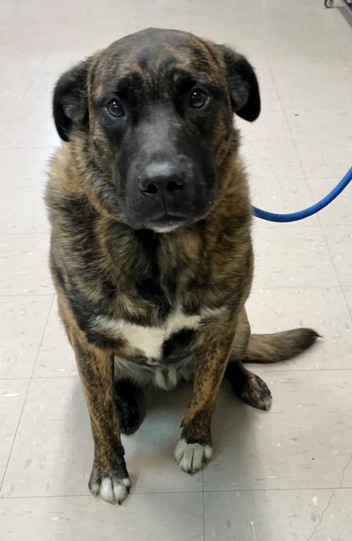 BEAST - Labrador Retriever / American Staffordshire Terrier available for adoption