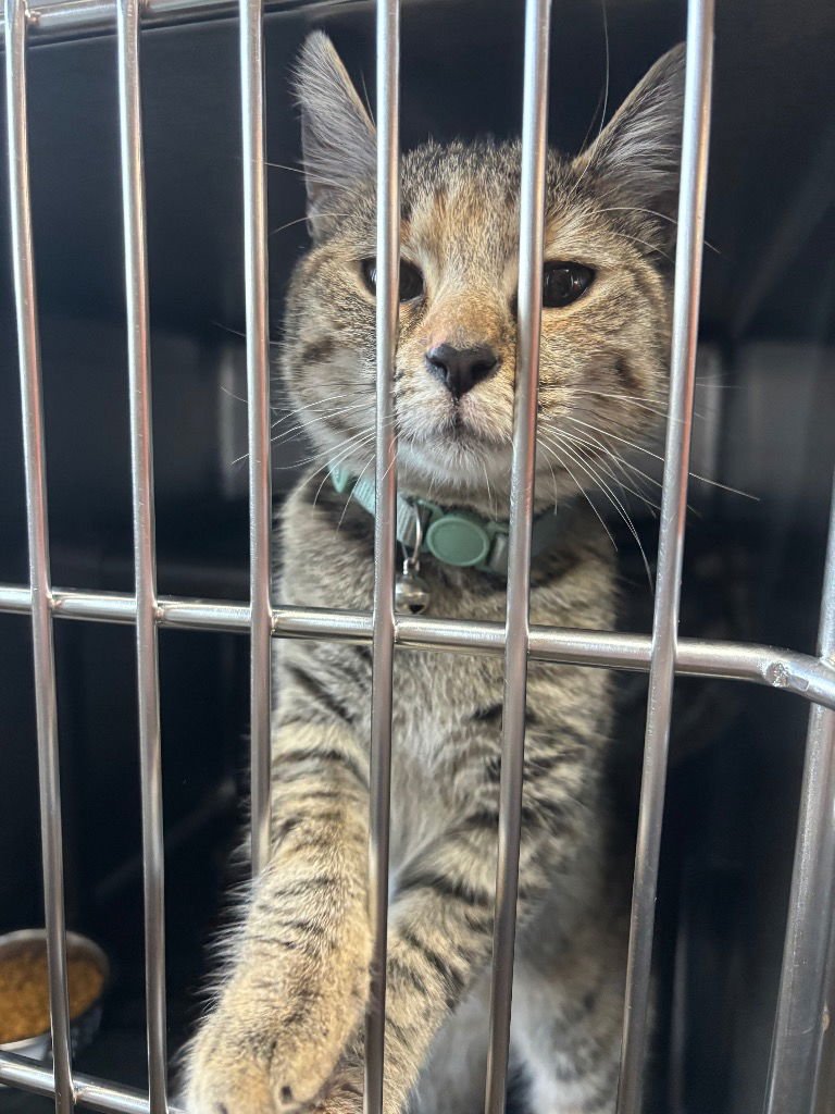 SEPHORA - Domestic Short Hair available for adoption