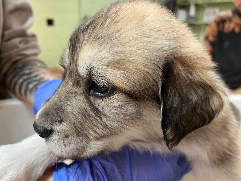 NAGS HEAD - Great Pyrenees / Terrier available for adoption
