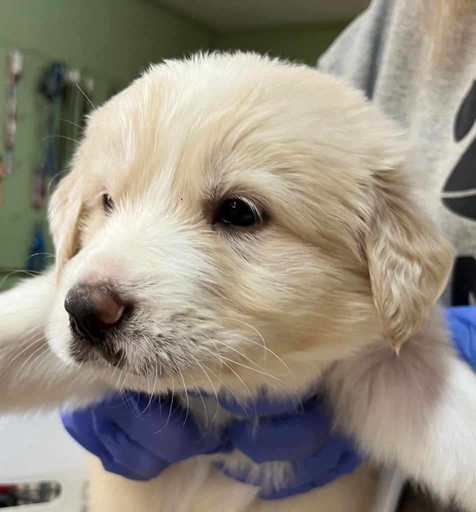 AVON - Great Pyrenees / Terrier available for adoption