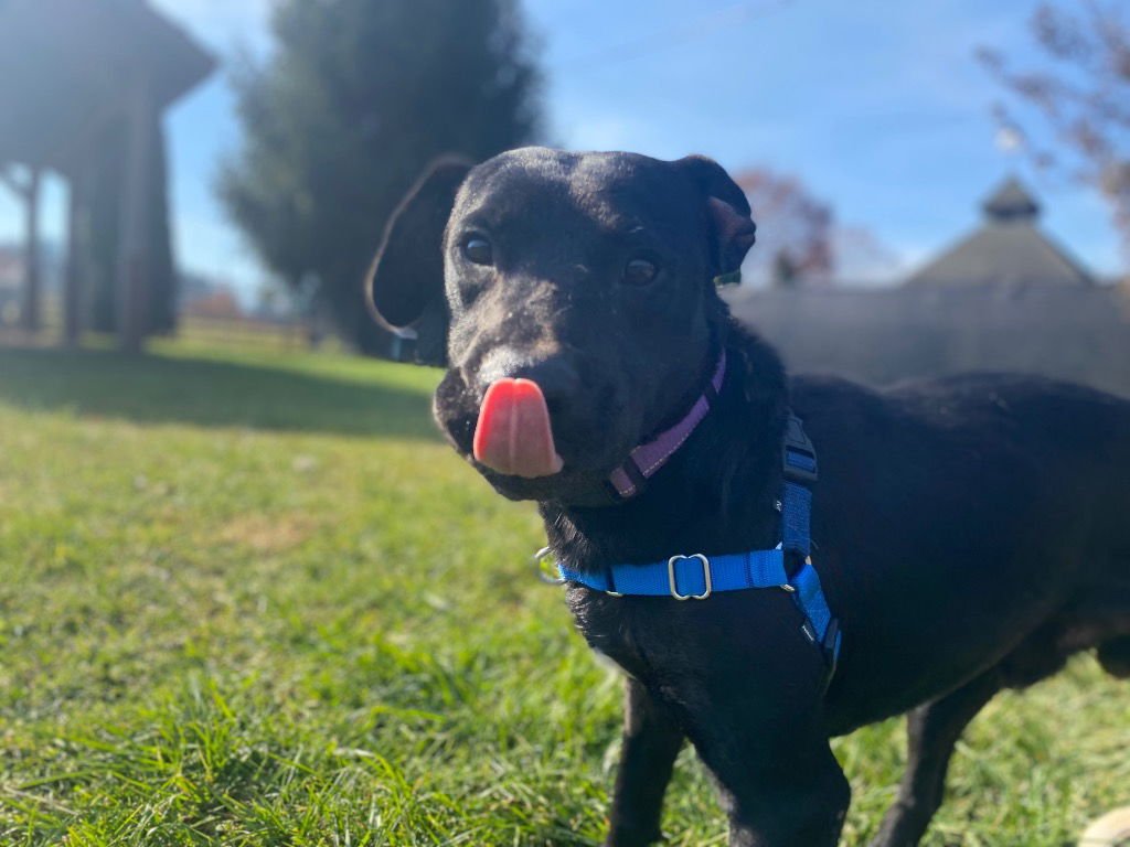 HOMER - Black Labrador Retriever / Terrier available for adoption