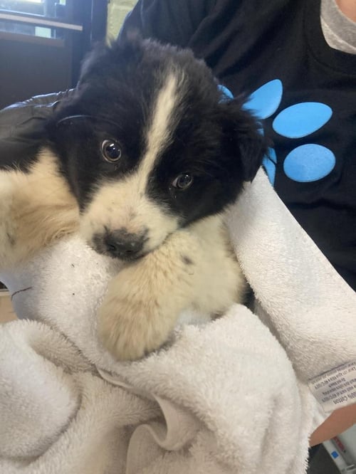 RABBIT - Australian Shepherd / Husky available for adoption