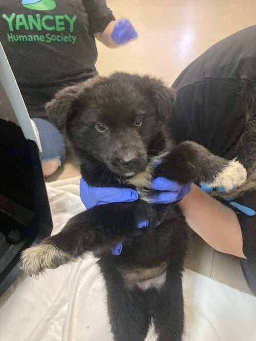 OWL - Australian Shepherd / Husky available for adoption