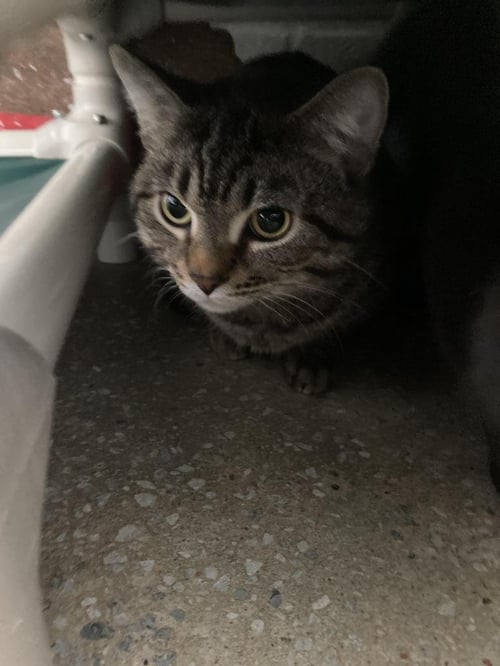 ROWAN - Domestic Short Hair available for adoption