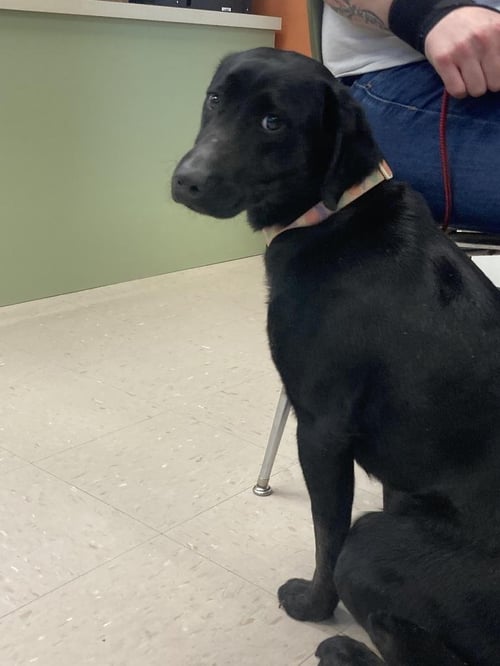 STELLA - Labrador Retriever / Terrier available for adoption