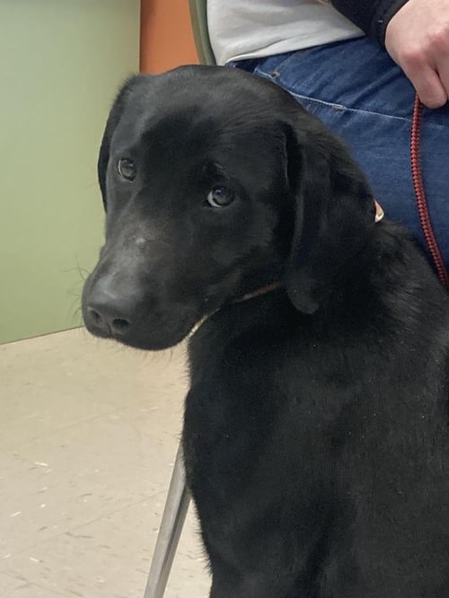 STELLA - Labrador Retriever / Terrier available for adoption