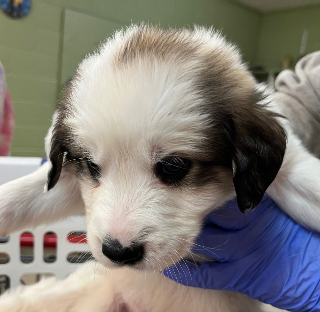 WAVES - Great Pyrenees / Terrier available for adoption