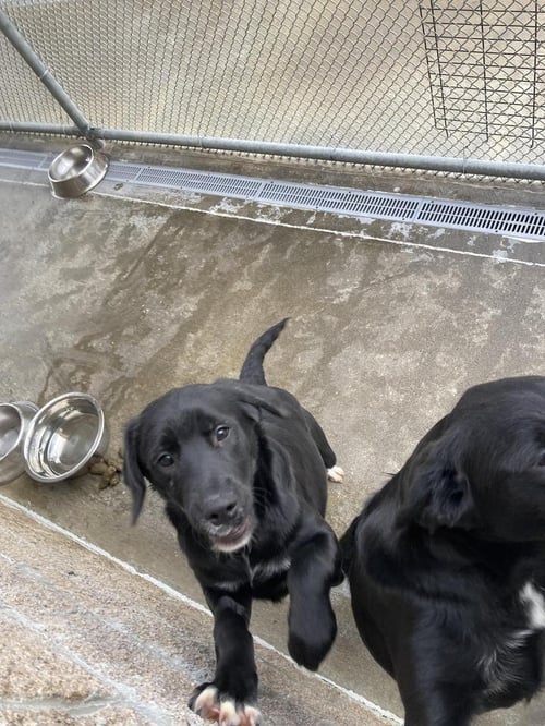 ENDER - Labrador Retriever / Terrier available for adoption