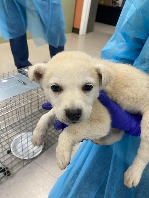 MCAVOY - Husky available for adoption