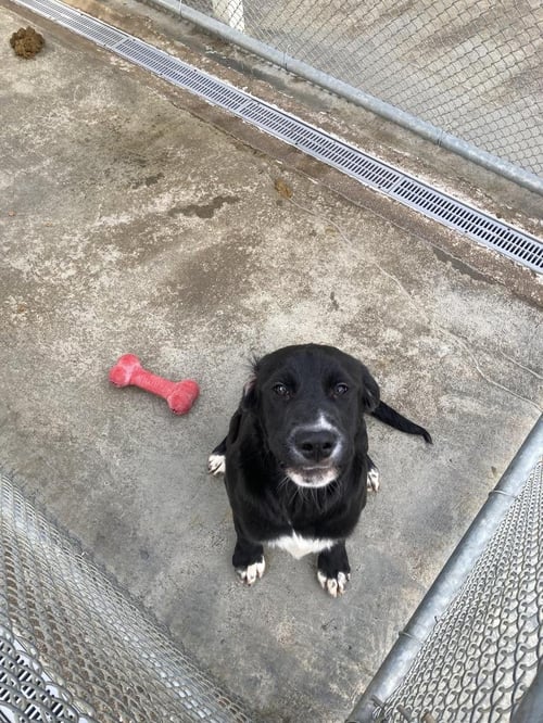 EKIN - Labrador Retriever / Terrier available for adoption