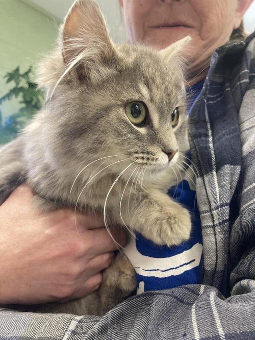 FLUFFY - Domestic Long Hair available for adoption