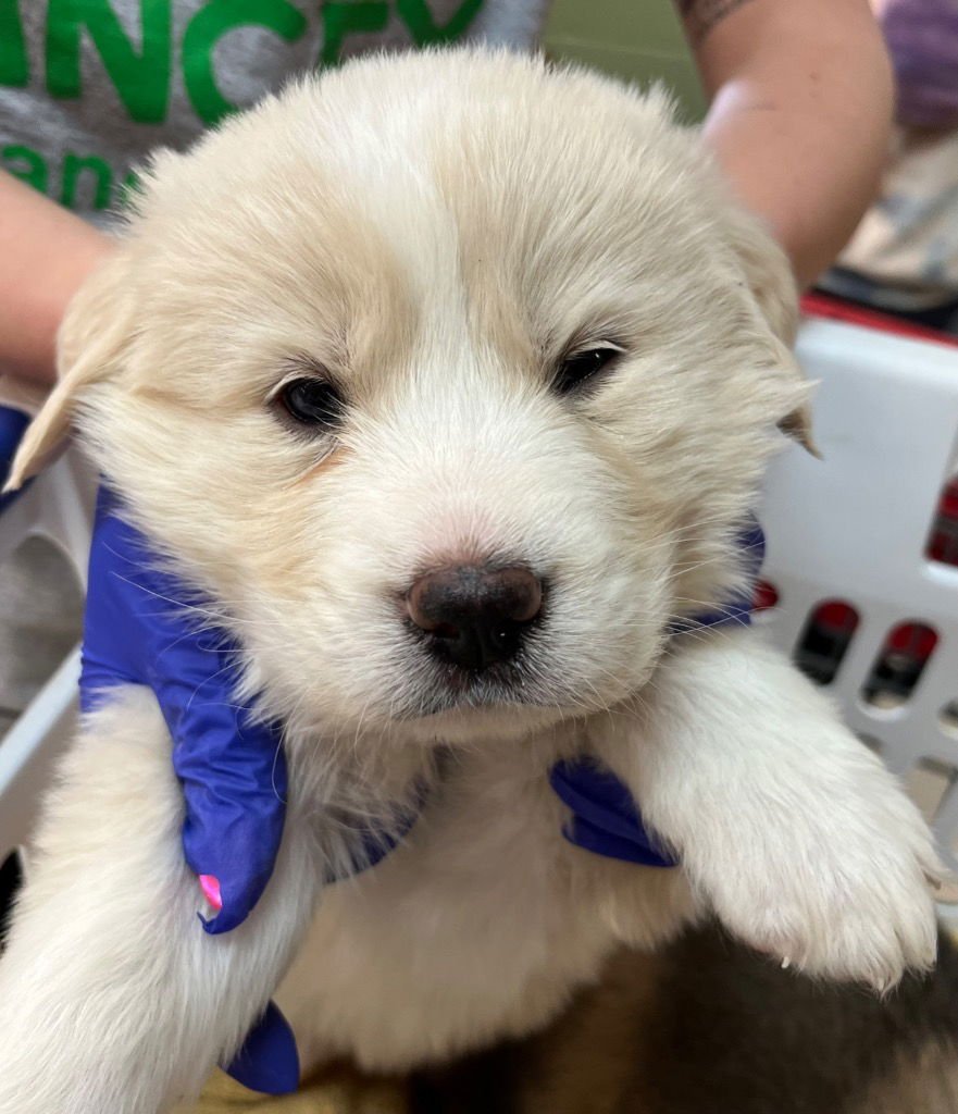 FRISCO - Great Pyrenees / Terrier available for adoption