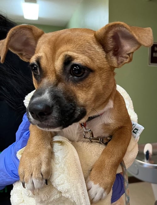 PEANUT - Feist / Chihuahua available for adoption