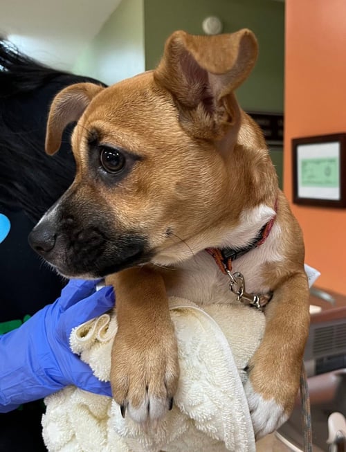 PEANUT - Feist / Chihuahua available for adoption