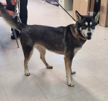 LUNA - Husky available for adoption