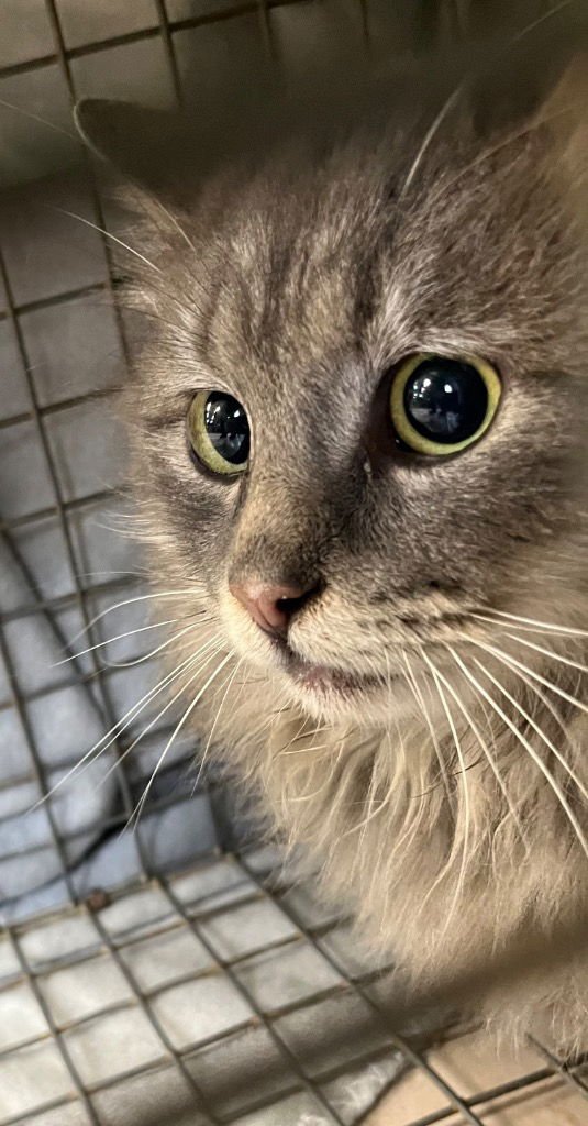 IBIS - Domestic Long Hair available for adoption