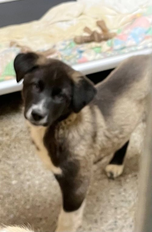 DUCKY - Great Pyrenees / Terrier available for adoption