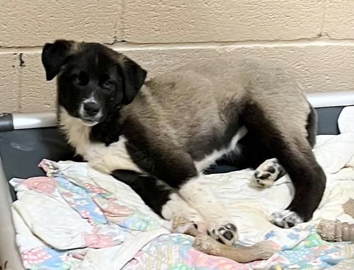 DUCKY - Great Pyrenees / Terrier available for adoption