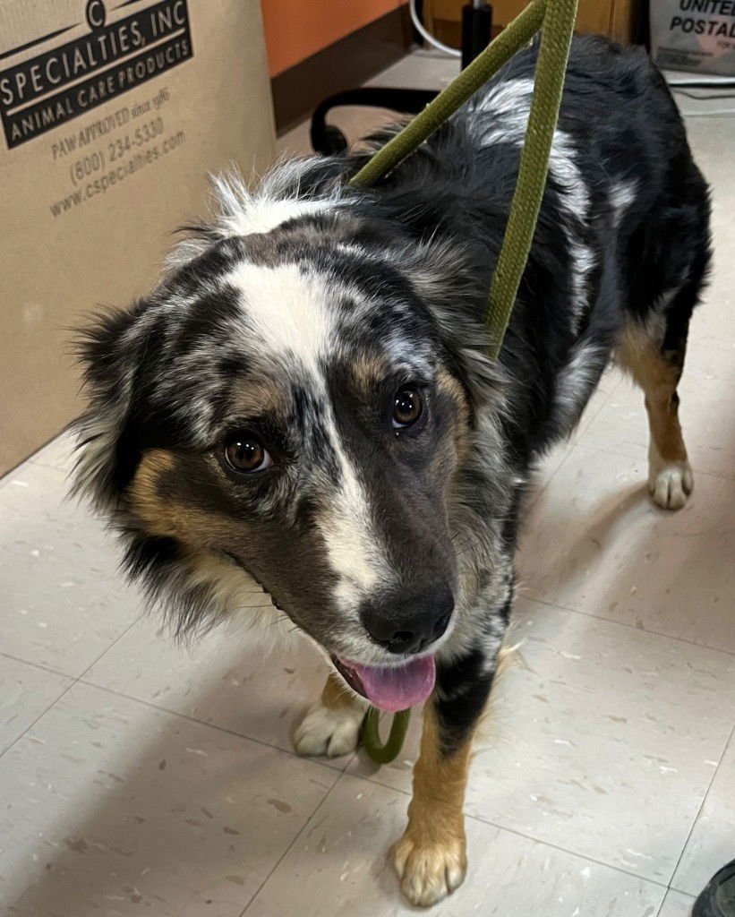 WALKER - Australian Shepherd / Terrier available for adoption