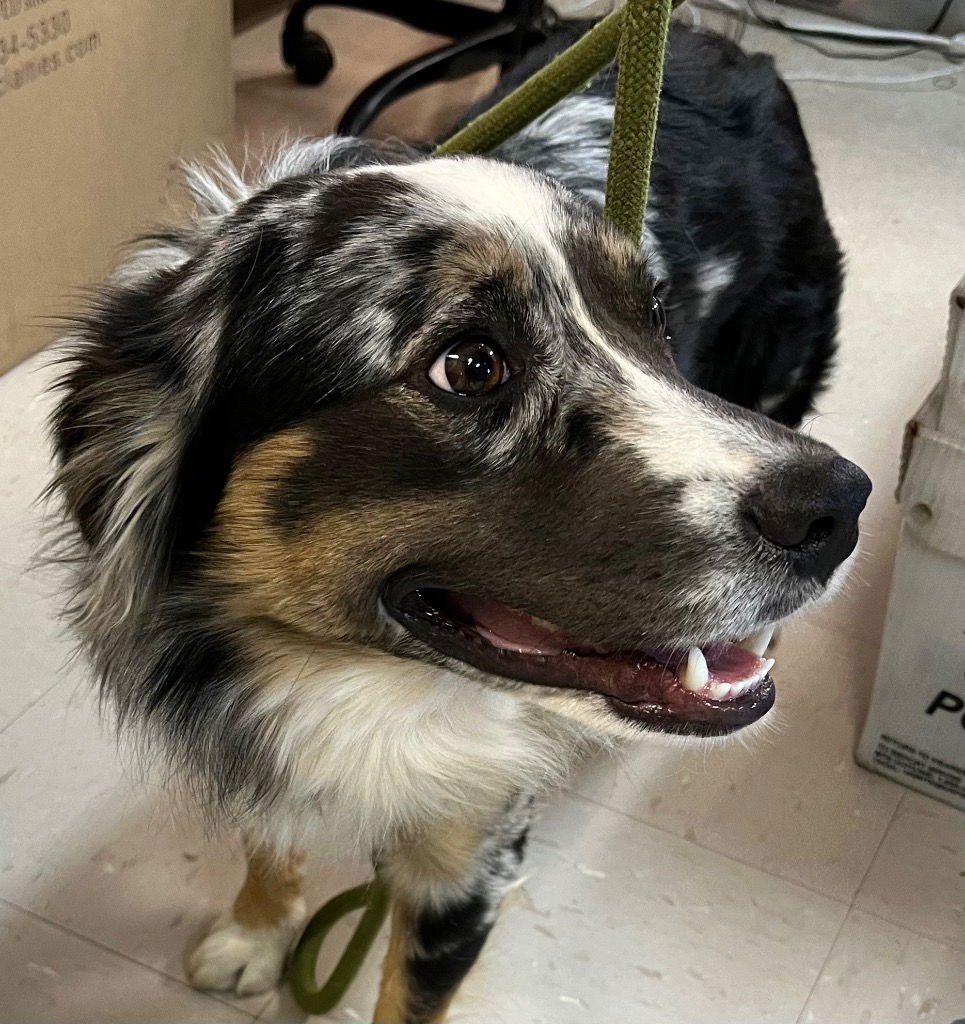 WALKER - Australian Shepherd / Terrier available for adoption