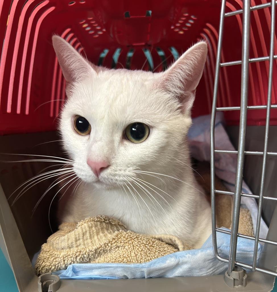 LUNA - Domestic Short Hair available for adoption