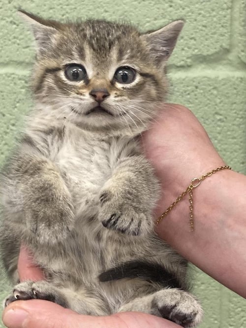 ETOWAH - Domestic Short Hair available for adoption