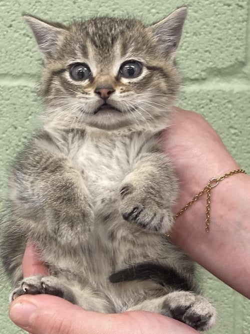 ETOWAH - Domestic Short Hair available for adoption