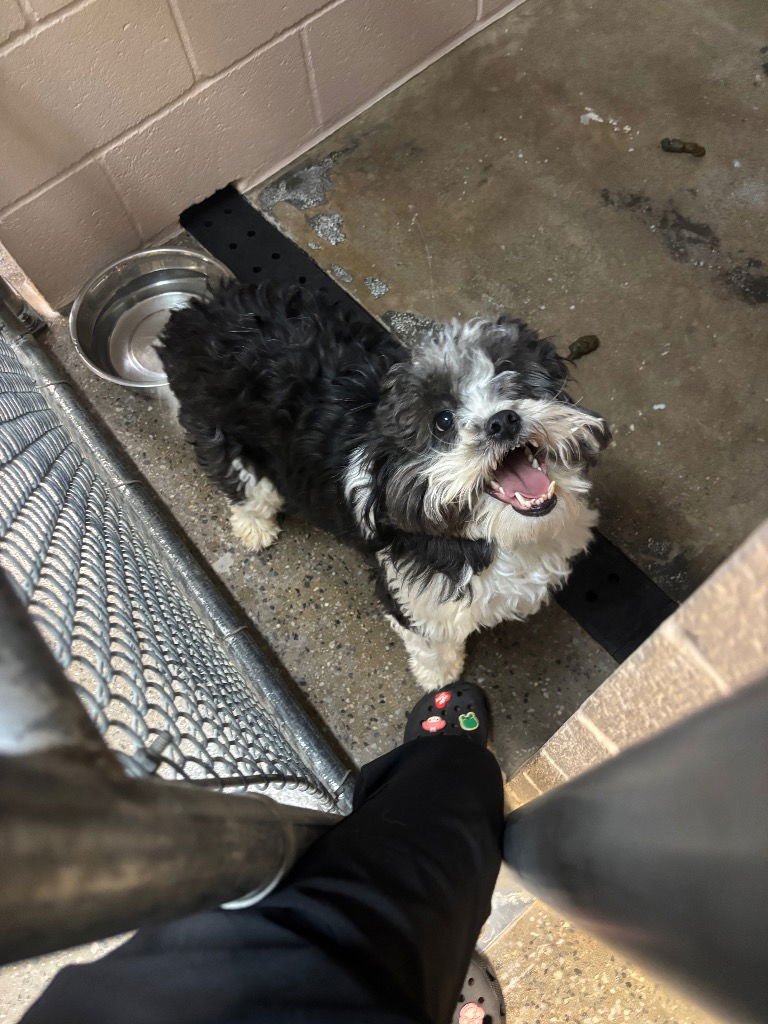 LINCOLN - Shih Tzu available for adoption