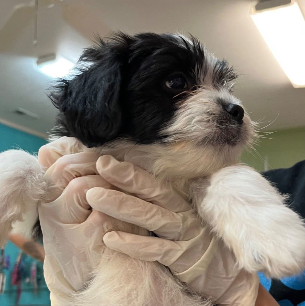 LINCOLN - Shih Tzu available for adoption
