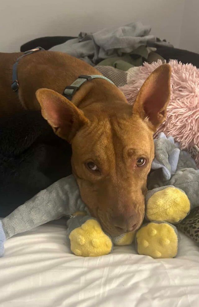 SAMMY - Terrier / Terrier available for adoption