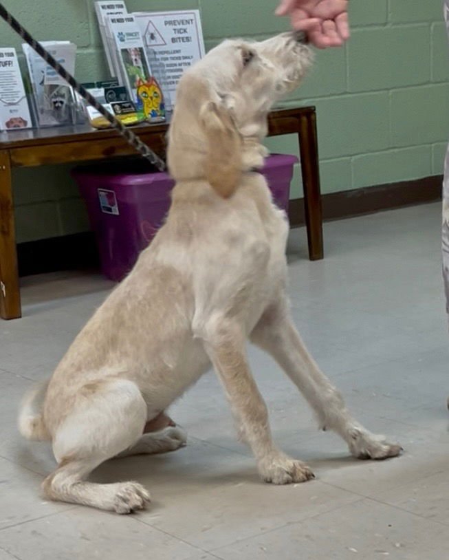 NOODLE - Poodle (unknown type) / Terrier available for adoption