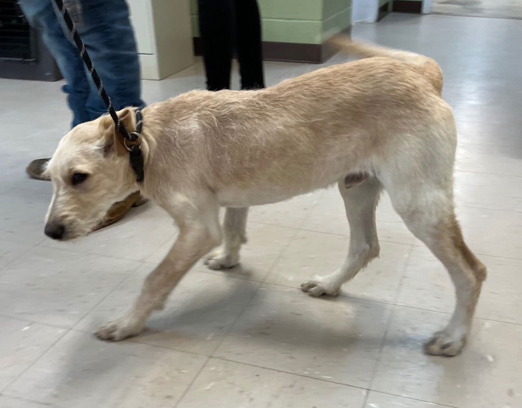 NOODLE - Poodle (unknown type) / Terrier available for adoption