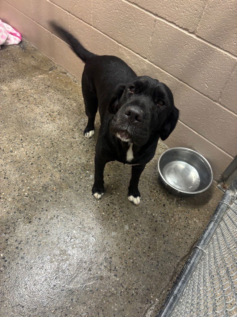 BINKY - Black Labrador Retriever / Shar Pei available for adoption