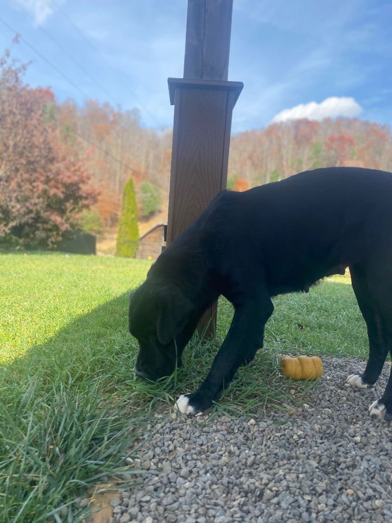 BINKY - Black Labrador Retriever / Shar Pei available for adoption