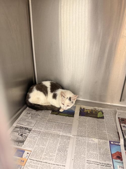 VINSON - Domestic Short Hair available for adoption