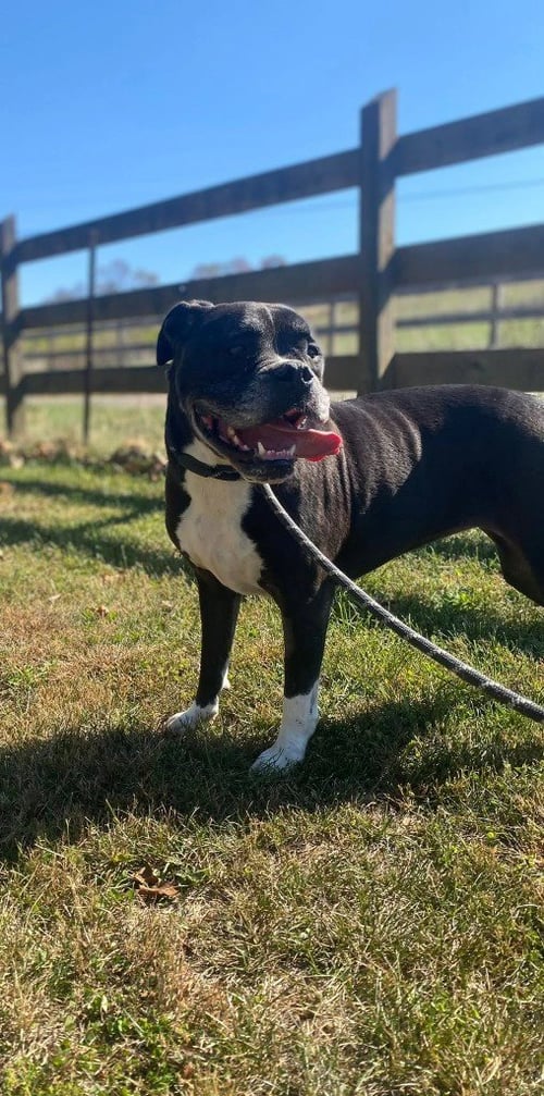 PEPPER - American Bulldog available for adoption