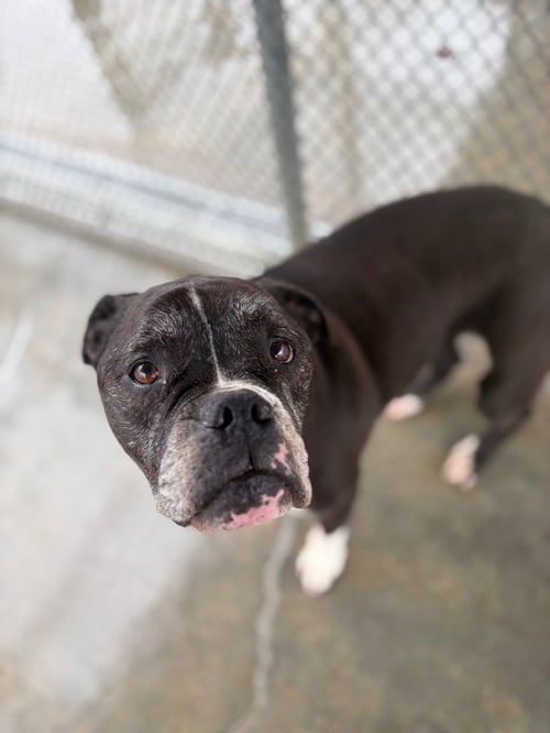 PEPPER - American Bulldog available for adoption