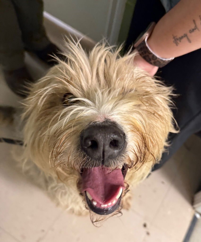 SILVIA - Bearded Collie / Wheaten Terrier available for adoption