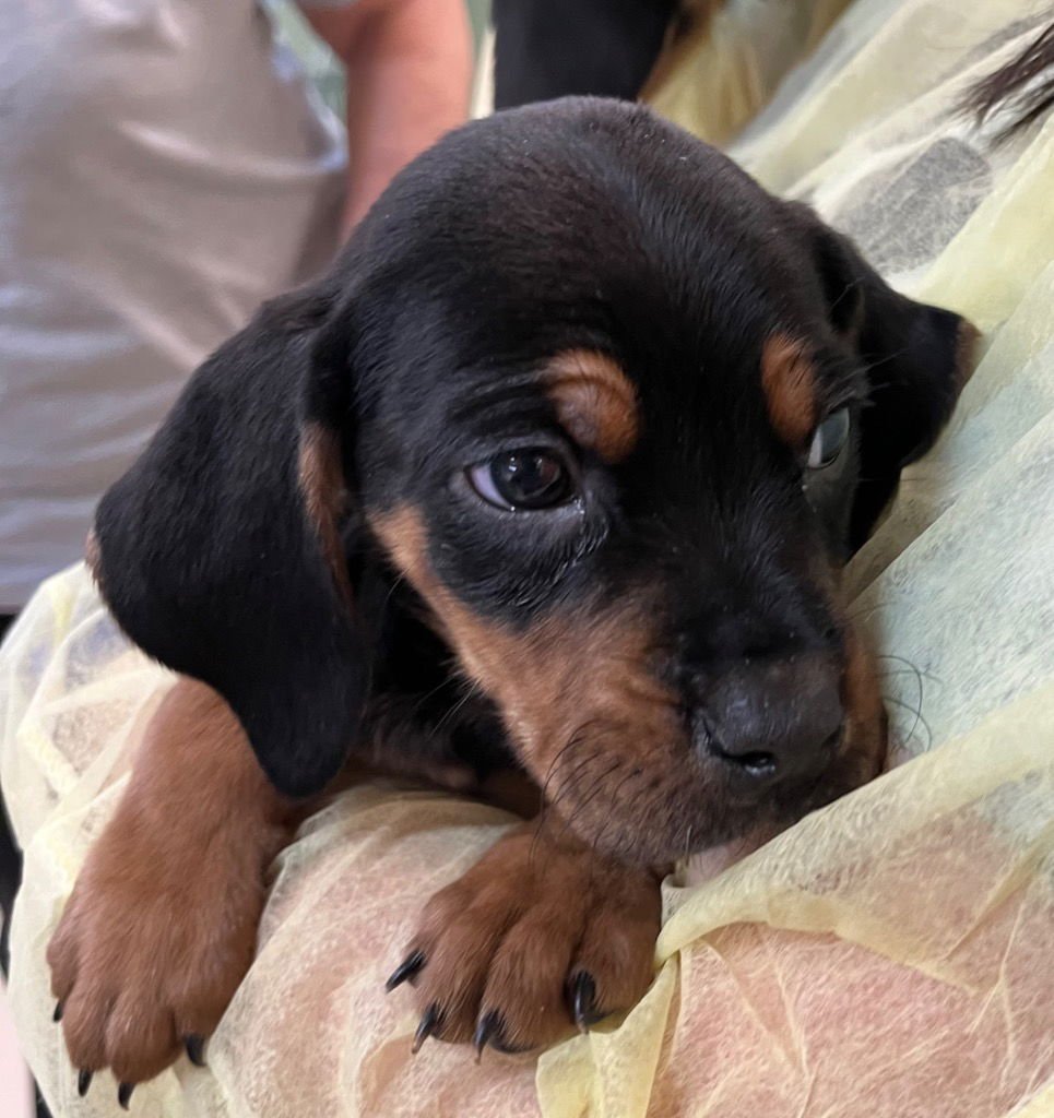 LIP GALLAGHER - Hound / Labrador Retriever available for adoption