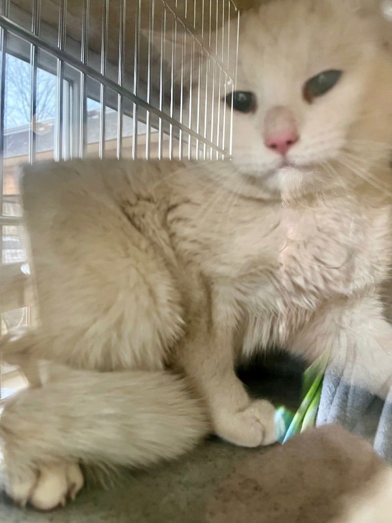 KESTRAL - Domestic Short Hair available for adoption