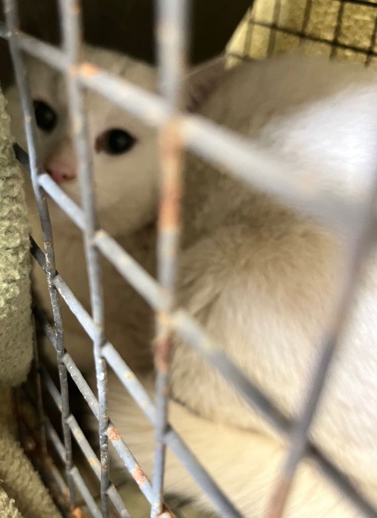 KESTRAL - Domestic Short Hair available for adoption