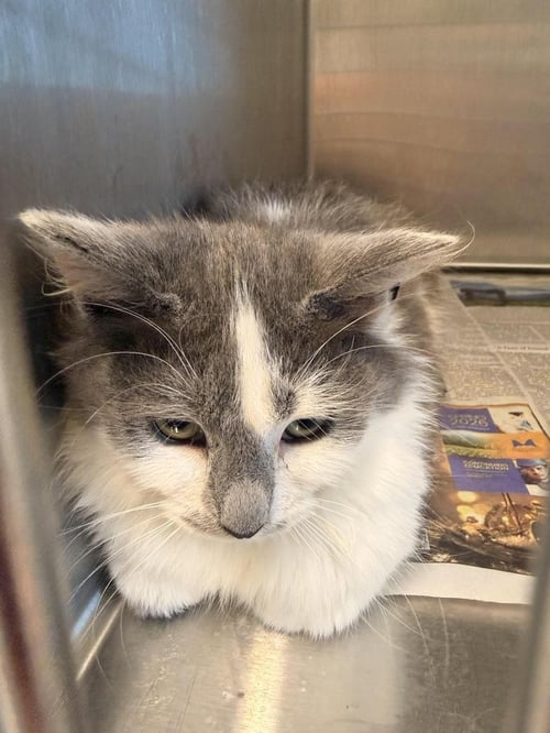 JAYA - Domestic Long Hair available for adoption