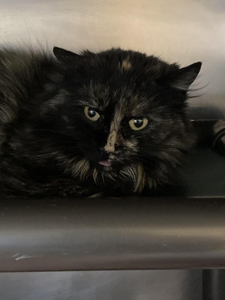 ORCHID - Domestic Medium Hair available for adoption