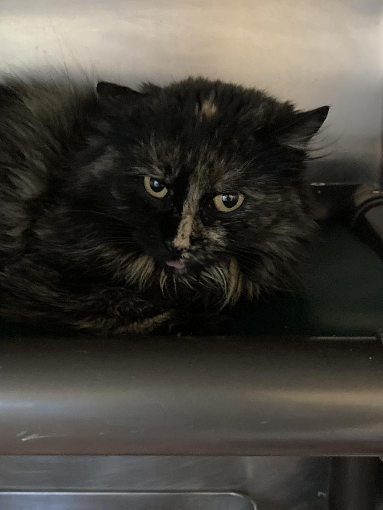 ORCHID - Domestic Medium Hair available for adoption