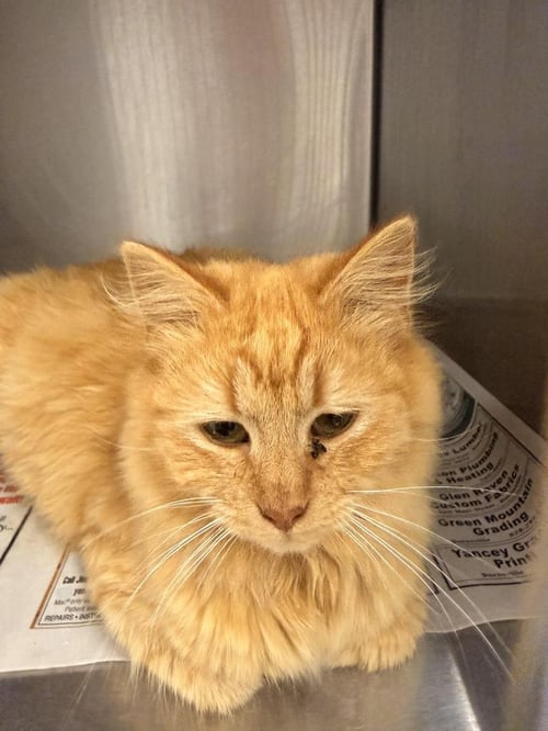 DENALI - Domestic Short Hair available for adoption