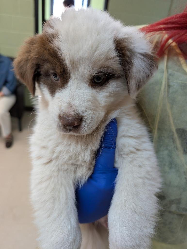 ANDY - Australian Shepherd / Husky available for adoption