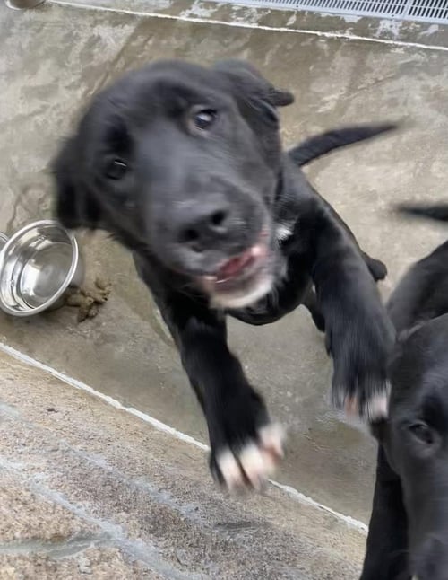 ENDER - Labrador Retriever / Terrier available for adoption
