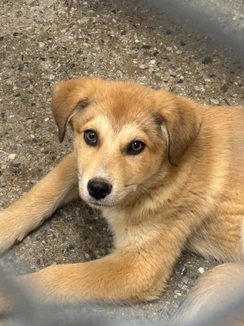 LITTLEFOOT - Great Pyrenees / Terrier available for adoption