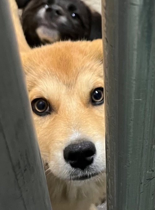 LITTLEFOOT - Great Pyrenees / Terrier available for adoption